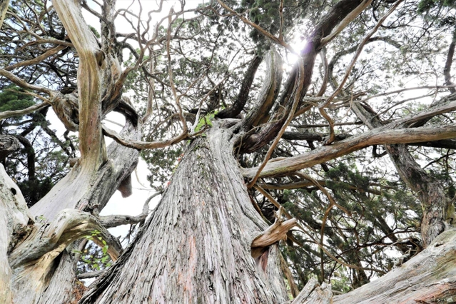 成相寺のイブキ＝南あわじ市八木馬回（提供）