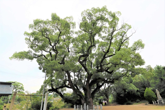 志筑神社のクスノキ＝淡路市志筑（提供）