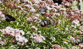 フジバカマに集まるアサギマダラ＝南あわじ市灘黒岩、諭鶴羽神社
