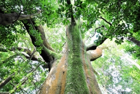 千草山神社のホルトノキ＝洲本市千草丙（提供）