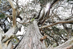 成相寺のイブキ＝南あわじ市八木馬回（提供）