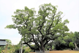 志筑神社のクスノキ＝淡路市志筑（提供）