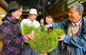 酒蔵につるす杉玉「酒林」作りに取り組む淡路千年蔵の会のメンバー＝淡路市久留麻