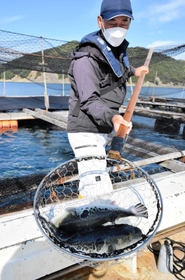 沖合のいけすからフグを移す前田若男組合長＝南あわじ市、福良湾