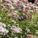 フジバカマに集まるアサギマダラ＝南あわじ市灘黒岩、諭鶴羽神社