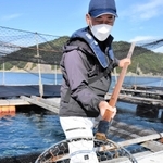 沖合のいけすからフグを移す前田若男組合長＝南あわじ市、福良湾