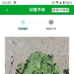 スマートフォンのアプリで撮影したレタス（県提供）