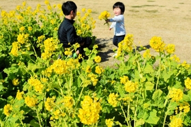 一足早い春の訪れを感じさせる寒咲きナノハナ＝明石海峡公園