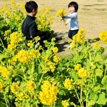 一足早い春の訪れを感じさせる寒咲きナノハナ＝明石海峡公園