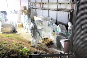 防護服姿で殺処分を進める関係者＝淡路市育波（２０年１１月、北坂さん撮影）