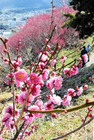 開花が始まったウメ＝南あわじ市広田広田