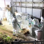 防護服姿で殺処分を進める関係者＝淡路市育波（２０年１１月、北坂さん撮影）