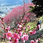 開花が始まったウメ＝南あわじ市広田広田