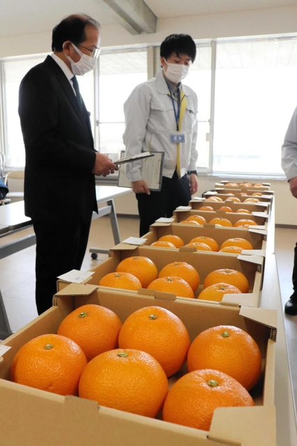 審査されたかんきつ類＝洲本市塩屋２