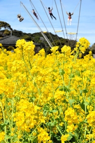 「淡路花祭２０２２春」の開幕に合わせ、満開となった菜の花＝淡路ファームパーク・イングランドの丘