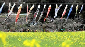 菜の花畑の近くで泳ぐこいのぼり＝洲本市五色町下堺