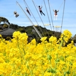 「淡路花祭２０２２春」の開幕に合わせ、満開となった菜の花＝淡路ファームパーク・イングランドの丘