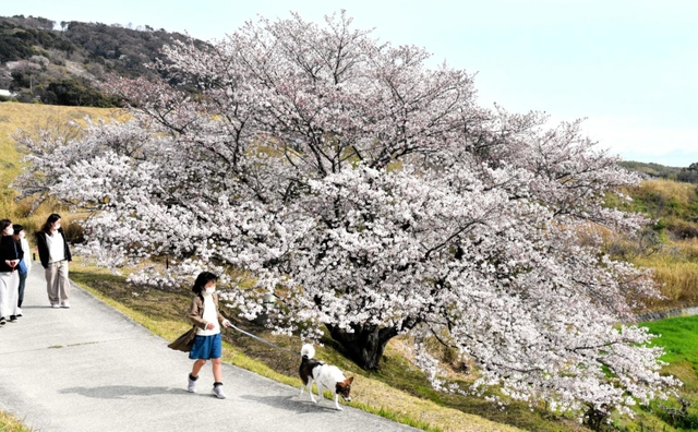 開花したサクラの大木「たもやん桜」＝淡路市尾崎