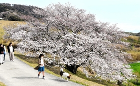 開花したサクラの大木「たもやん桜」＝淡路市尾崎