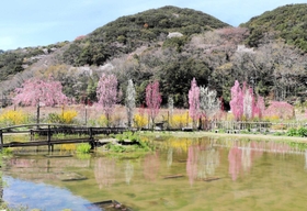 池の水面に反射するハナモモ＝あわじ花山水