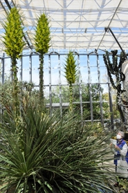 ４年ぶりに開花した３株の大型植物プヤ・チレンシス＝あわじグリーン館