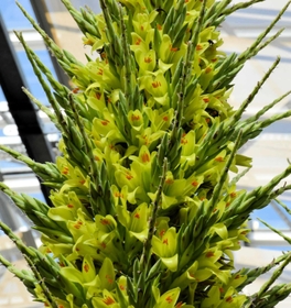 小さなレモン色の花が密集する花茎の先端部＝あわじグリーン館