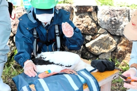 目隠しをしたひなに足輪を装着する職員＝淡路市内