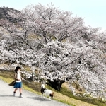 開花したサクラの大木「たもやん桜」＝淡路市尾崎