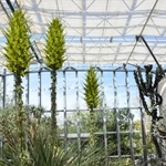 ４年ぶりに開花した３株の大型植物プヤ・チレンシス＝あわじグリーン館