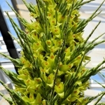 小さなレモン色の花が密集する花茎の先端部＝あわじグリーン館
