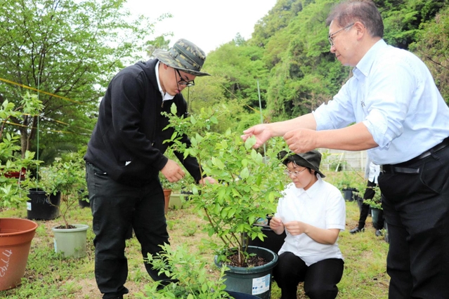 ブルーベリーを世話するカプチーノの向所理恵さん（中央）と柿原孝司さん（右）たち＝洲本市中川原町厚浜