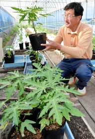 定植を待つ青パパイアの苗と森久則さん＝淡路市野田尾