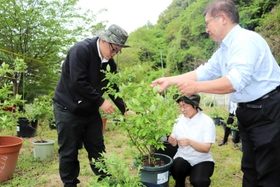 ブルーベリーを世話するカプチーノの向所理恵さん（中央）と柿原孝司さん（右）たち＝洲本市中川原町厚浜