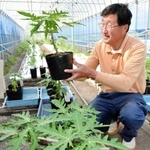 定植を待つ青パパイアの苗と森久則さん＝淡路市野田尾