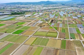 タマネギ産地の三原平野＝南あわじ市内（２０２１年６月、小型無人機で撮影）