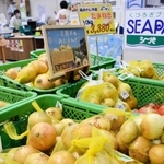 価格が高騰しているタマネギ＝南あわじ市湊