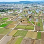 タマネギ産地の三原平野＝南あわじ市内（２０２１年６月、小型無人機で撮影）