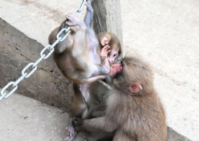 柵で遊ぶ子ザルと、面倒を見る仲間のサル＝淡路島モンキーセンター