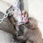 柵で遊ぶ子ザルと、面倒を見る仲間のサル＝淡路島モンキーセンター