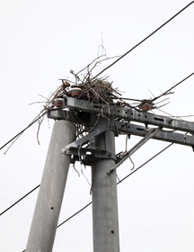 一部が電柱に残ったコウノトリの巣＝淡路市内