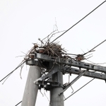 一部が電柱に残ったコウノトリの巣＝淡路市内