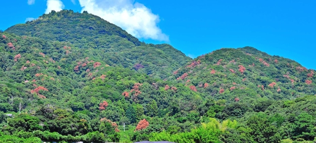 洲本インターチェンジ付近から先山を望む。ナラ枯れにより手前の山の木がまだら模様に変色している＝９月４日、洲本市上内膳