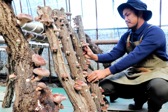 水田さんに教わり、原木でシイタケを育てた谷口史朗さん＝あわじ花山水