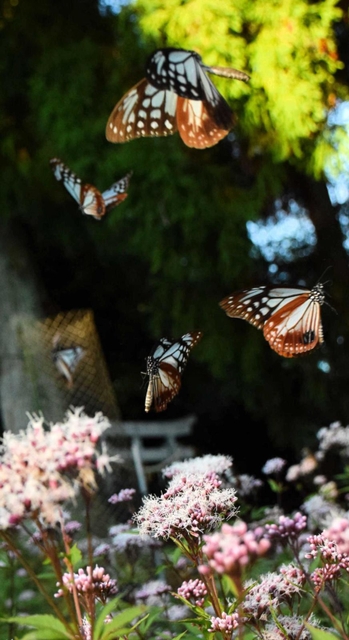 フジバカマに飛来したアサギマダラ＝南あわじ市灘黒岩
