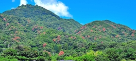 洲本インターチェンジ付近から先山を望む。ナラ枯れにより手前の山の木がまだら模様に変色している＝９月４日、洲本市上内膳