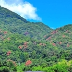 洲本インターチェンジ付近から先山を望む。ナラ枯れにより手前の山の木がまだら模様に変色している＝９月４日、洲本市上内膳