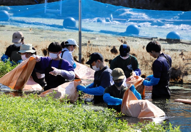 胴長姿で水草を回収する参加者＝本田池