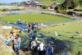 遮光シートを張れていない中央部の駆除作業に取りかかる参加者＝本田池