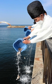 白装束に身をつつみ、マダイの稚魚を放流する小磯富男南あわじ漁業協同組合長＝南あわじ市阿那賀