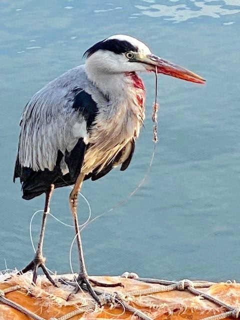 口に釣り針が刺さったサギ＝淡路市生穂（提供）